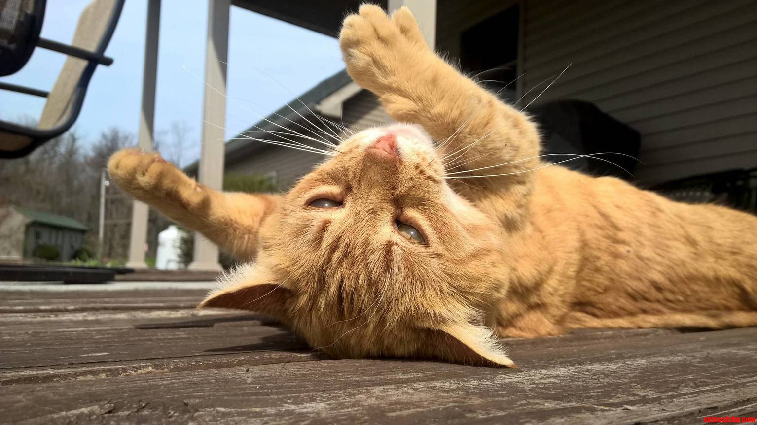 He spends his days rolling around on the porch.