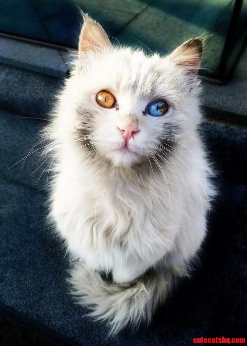 Heterochromia kitty