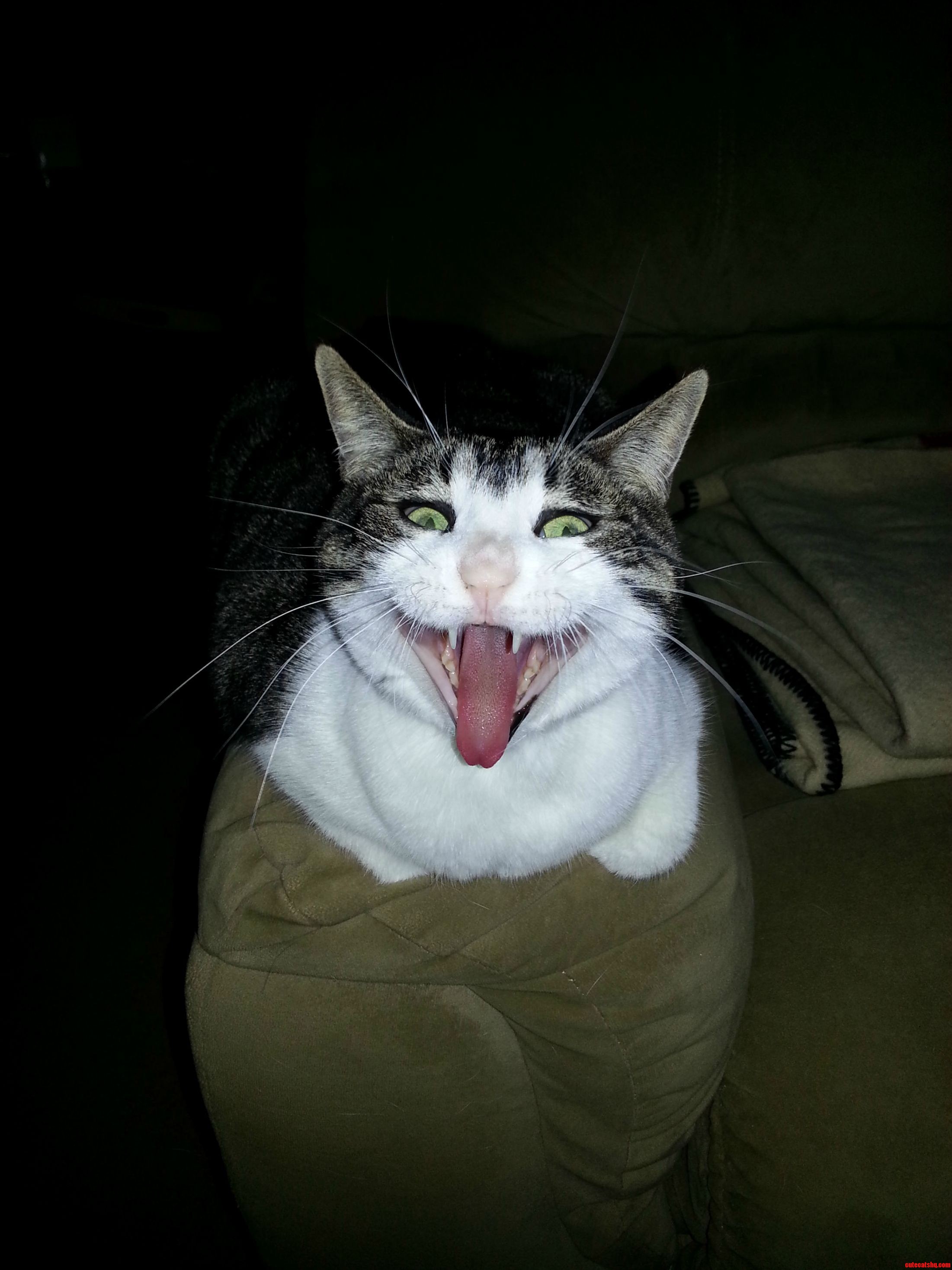 I caught my cat in mid-yawn a little unsettling.