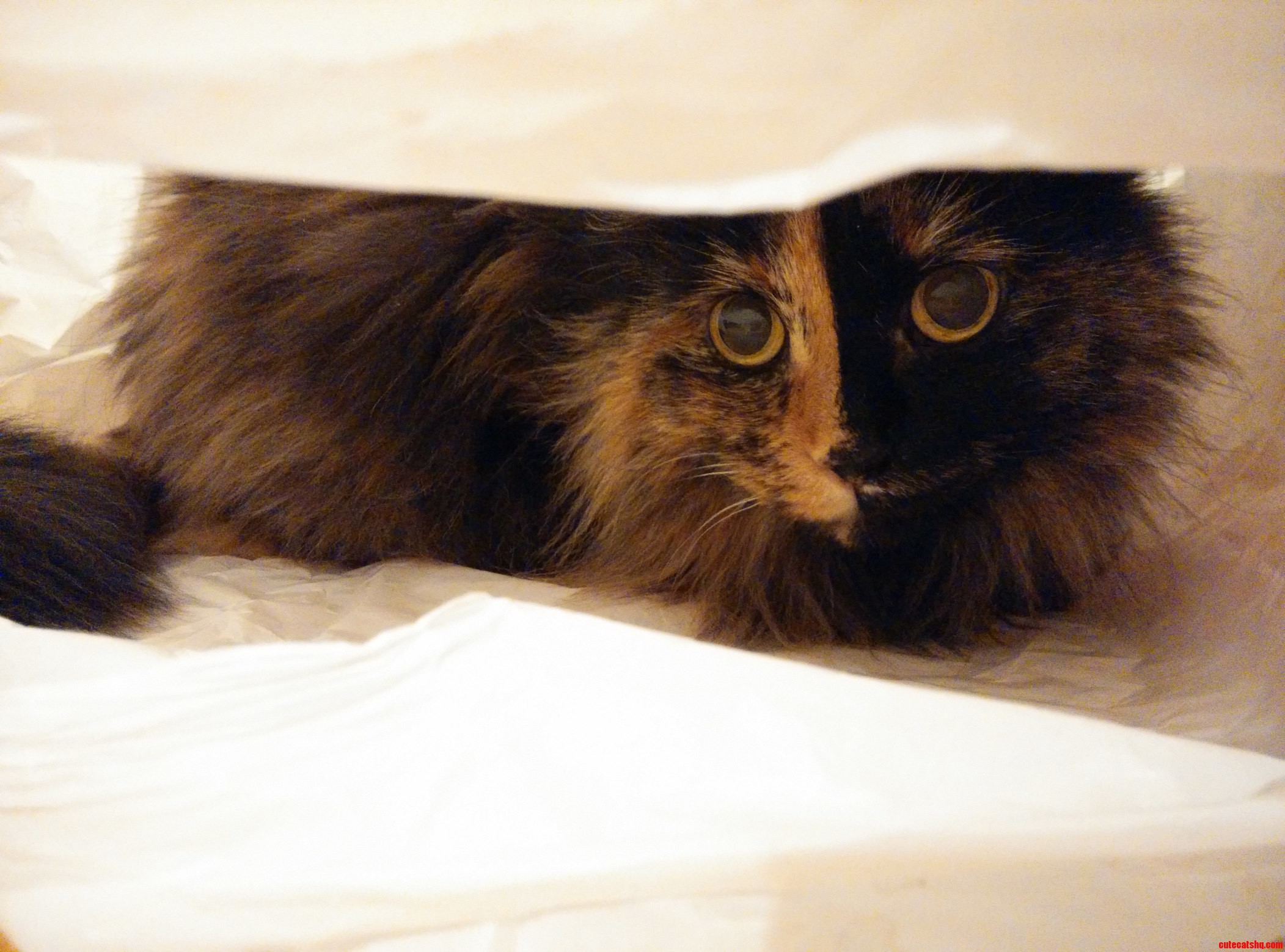 I have cat trees tunnels and tents but a 20 cent shopping bag is always her first choice.