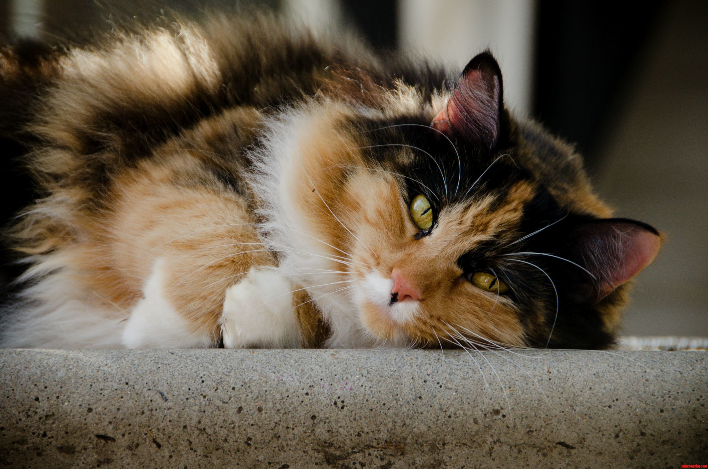 Kit kat always effortlessly beautiful..