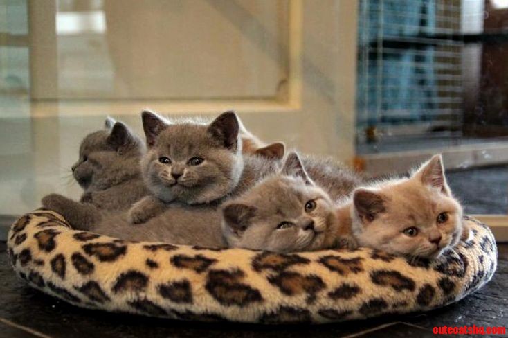 Kitten pile