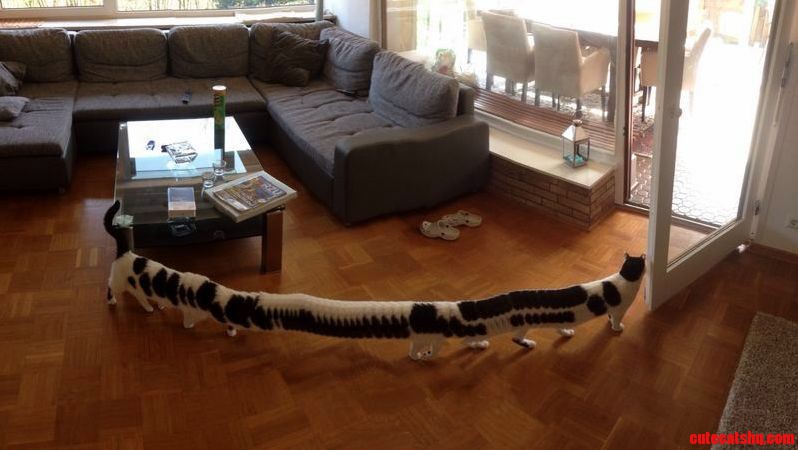Long cat is incredibly long