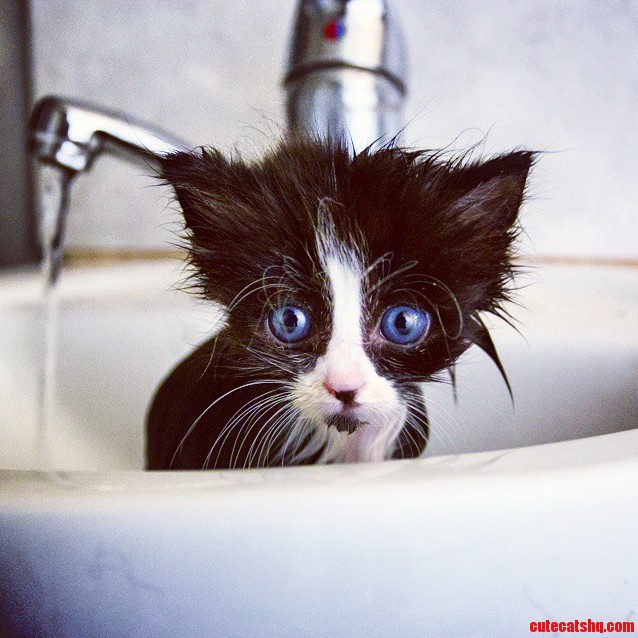 Monty the miniature kitten gets a bath…