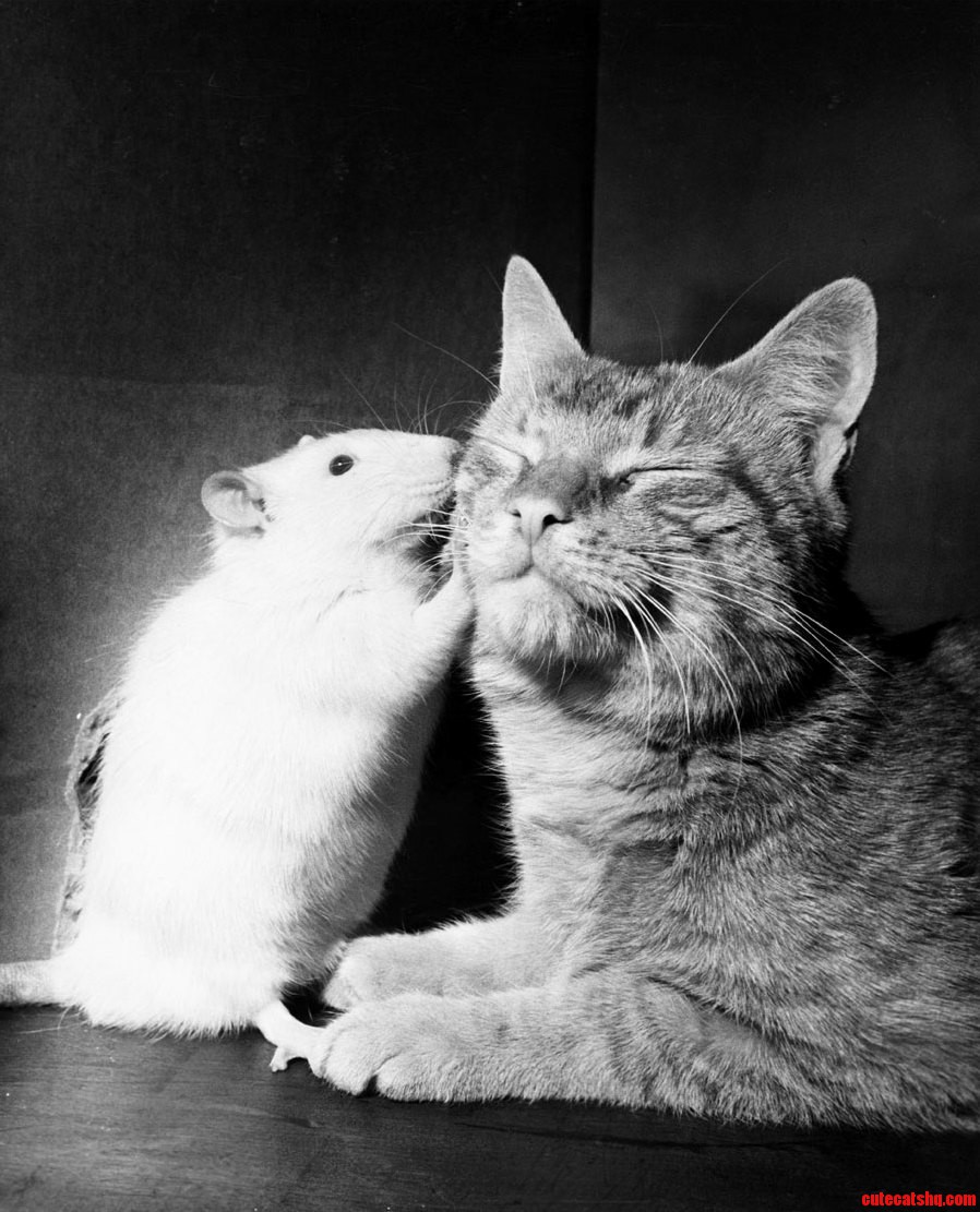 Mouse kissing cat