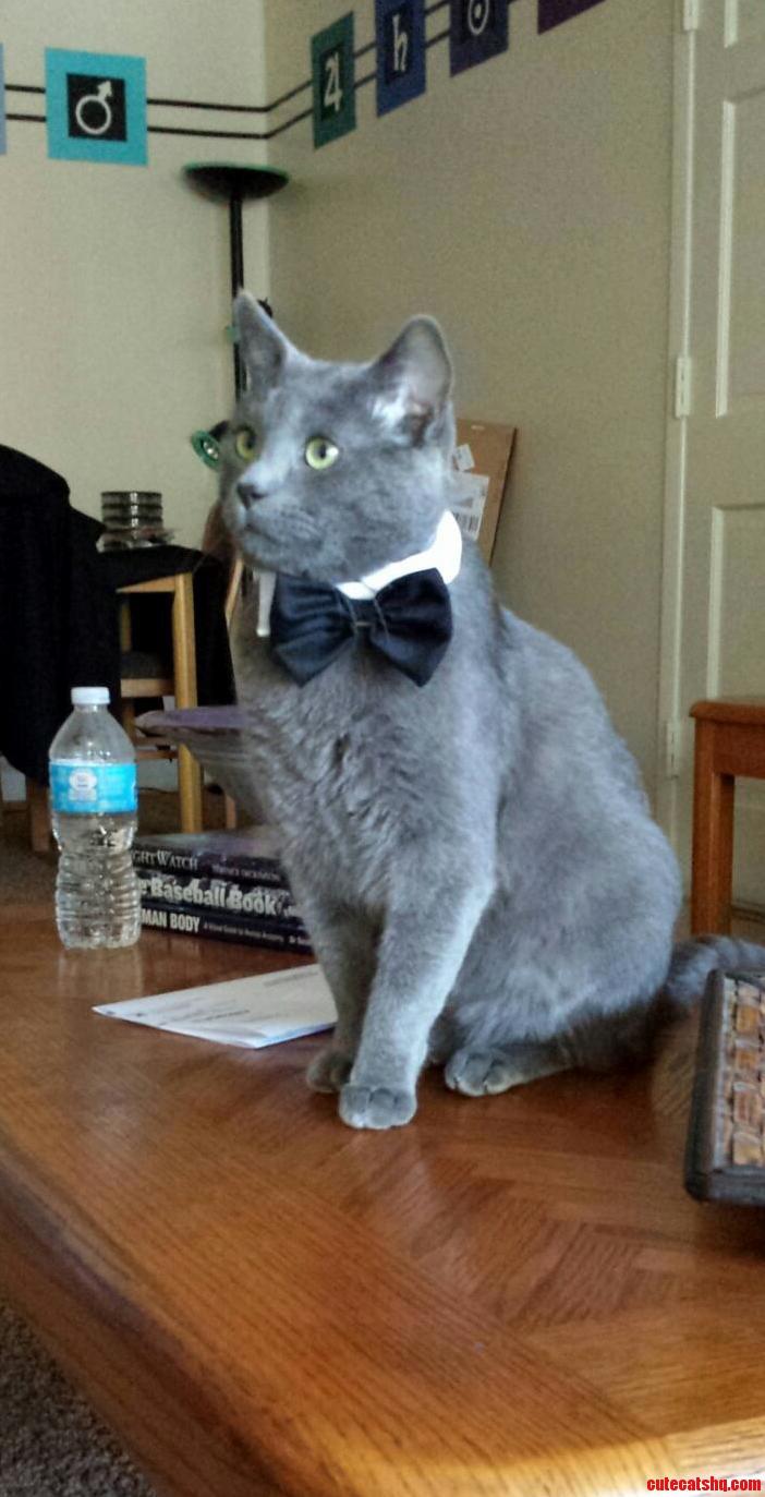 My new cat sterling getting ready for a fancy evening