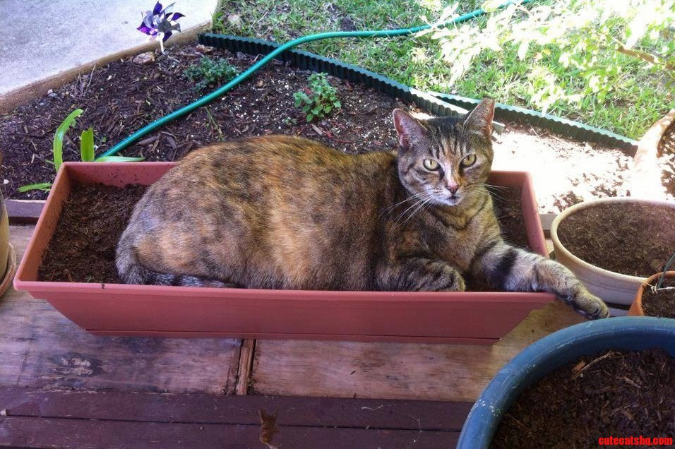 Nothing i plant grows in this rectangular pot. now i know why.