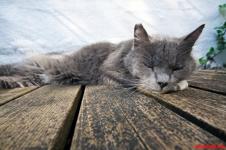 Old cat resting