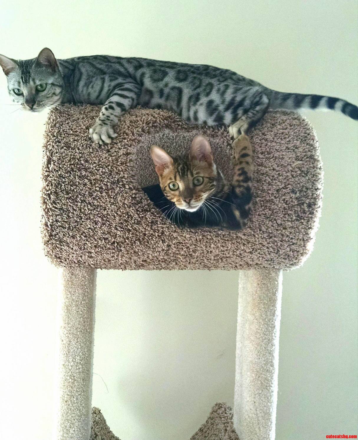One bengal is fun. two bengals is a whole other story