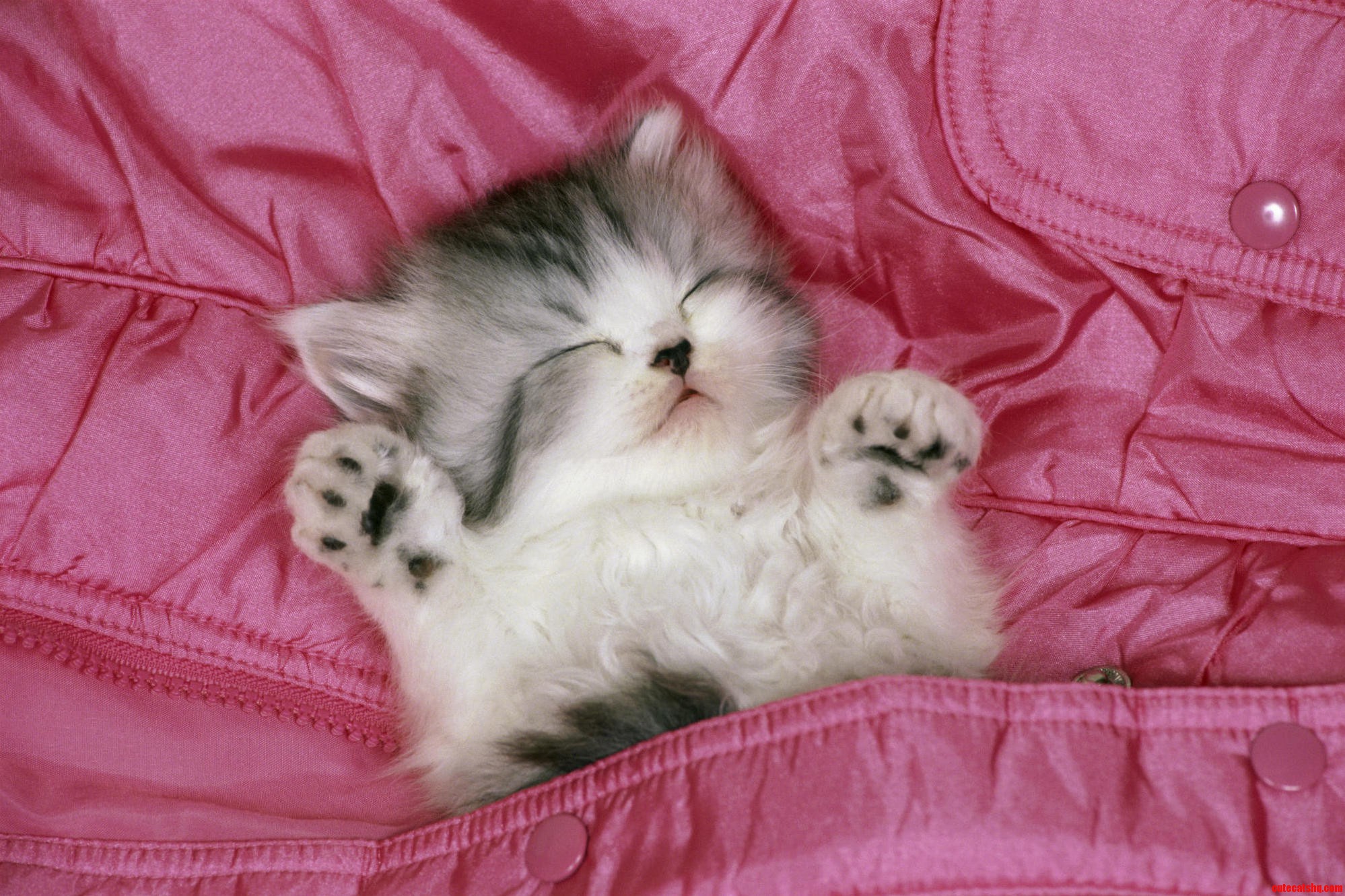 Pleasant cat oversleeping pink blanket