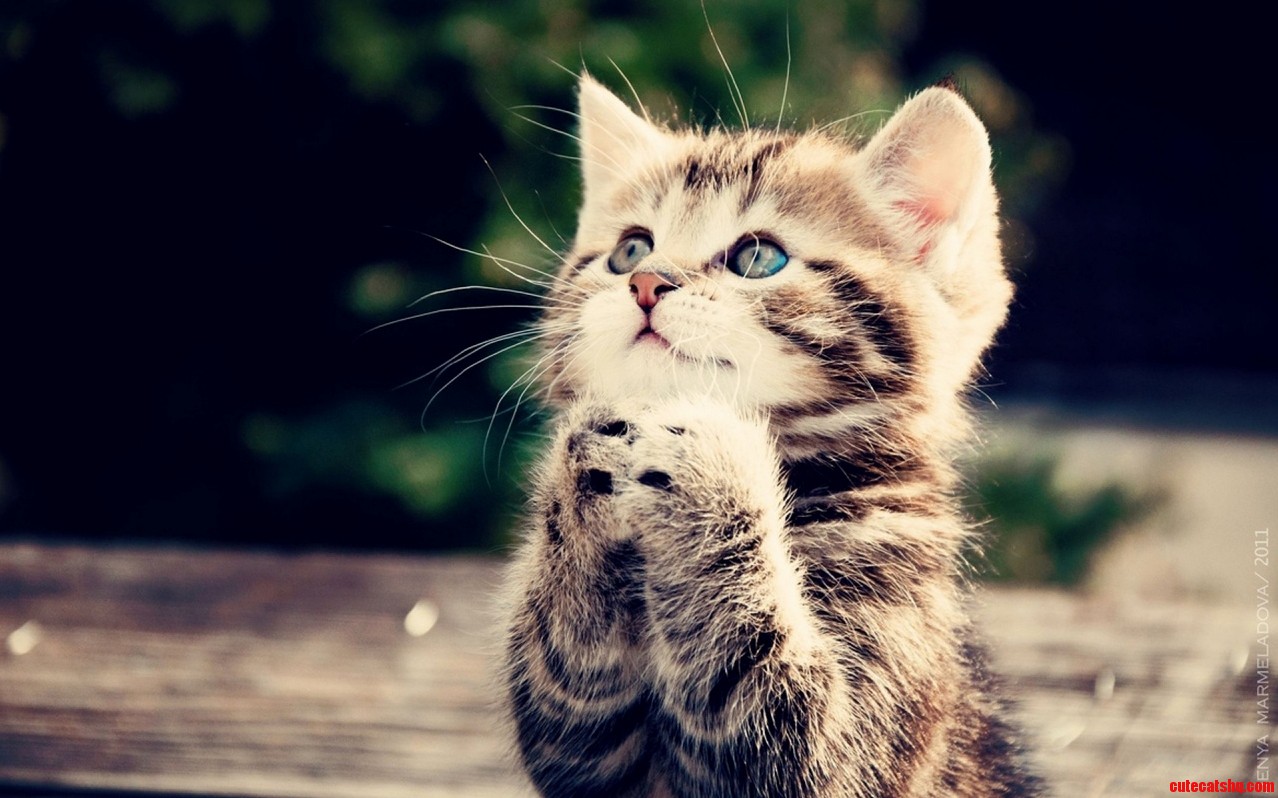 Prayer cat