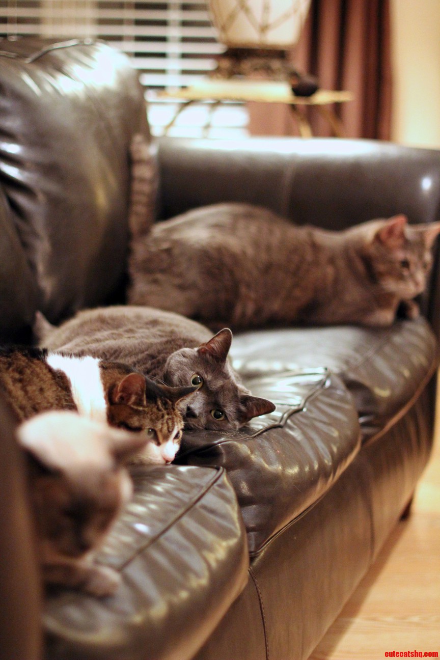 Quality time on the couch for cats