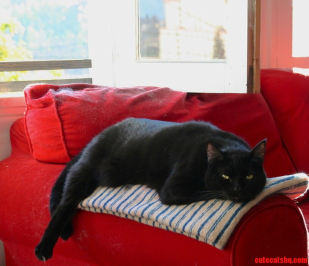 Red couch – black cat – much sleepy