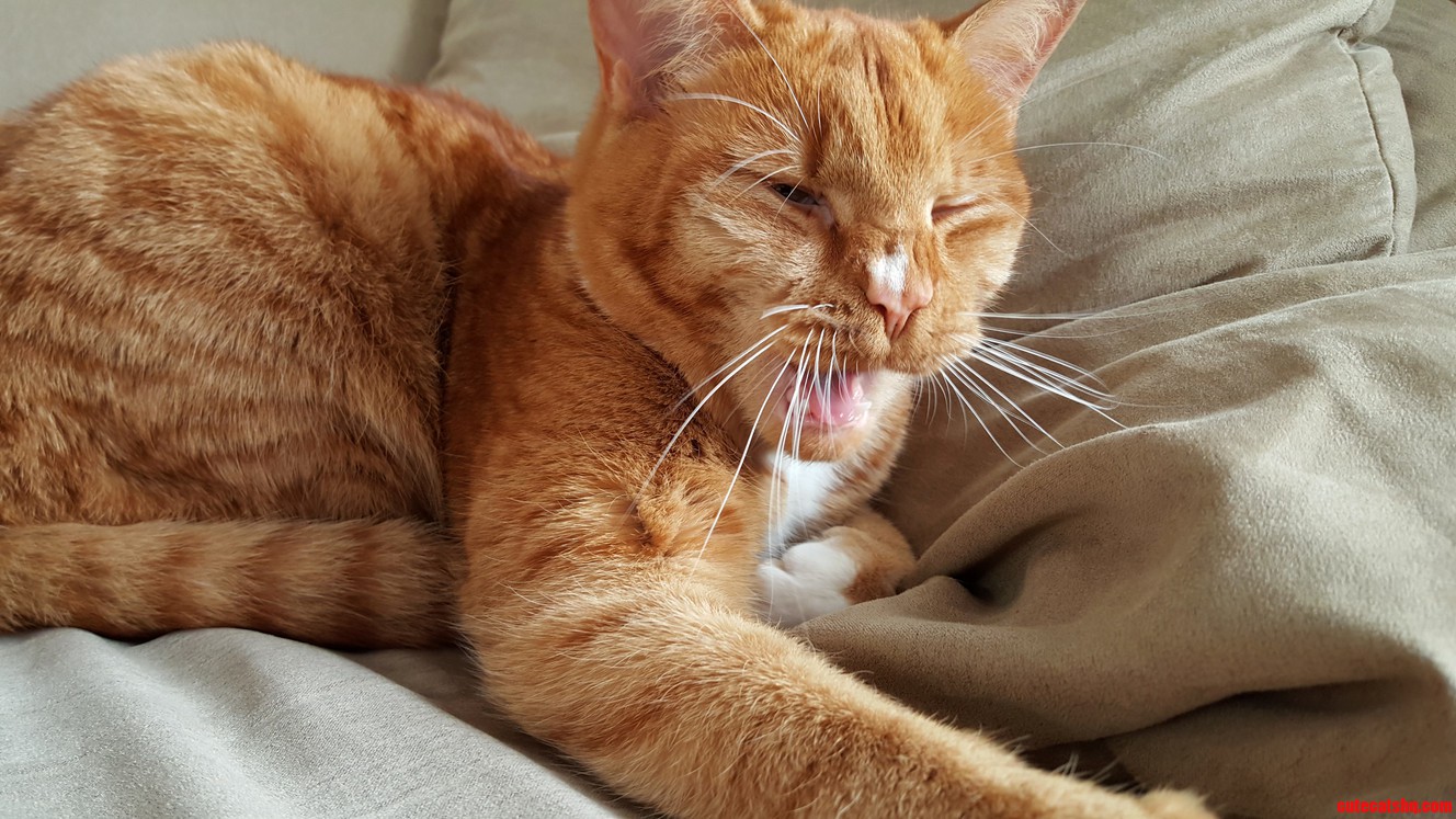The height of majesty is a yawning cat