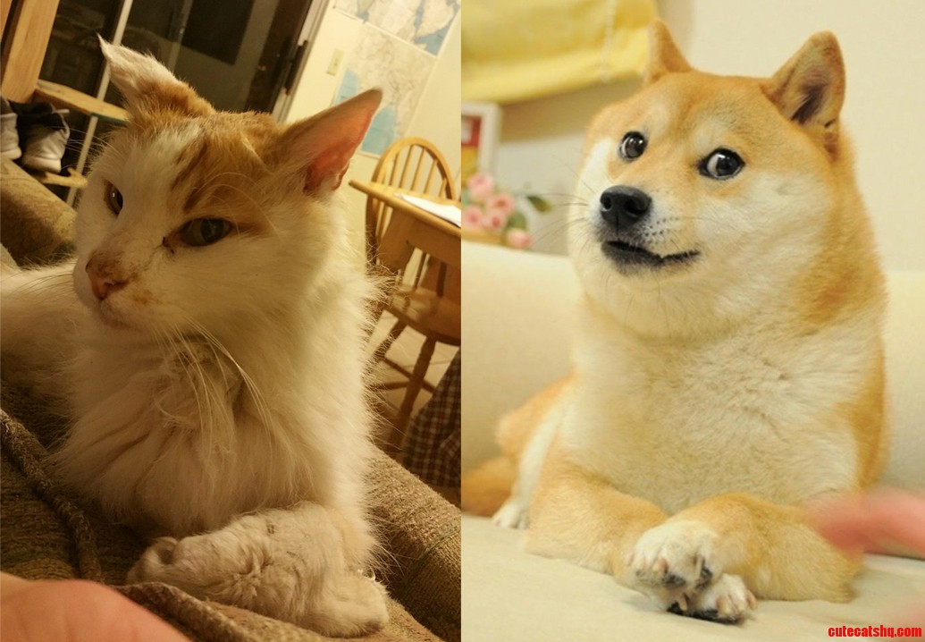 The way my cat was sitting looked oddly familiar