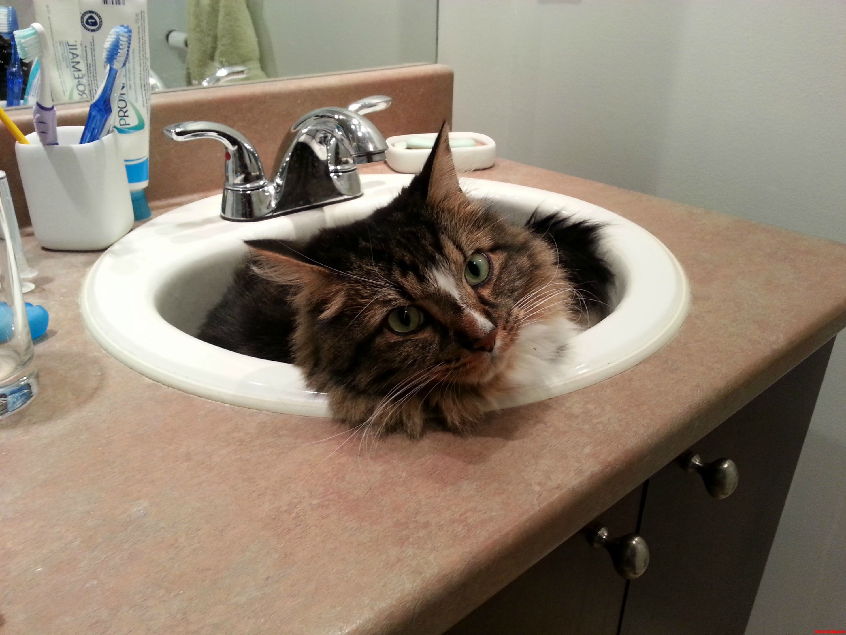 Was about to brush my teeth but cat was in sink