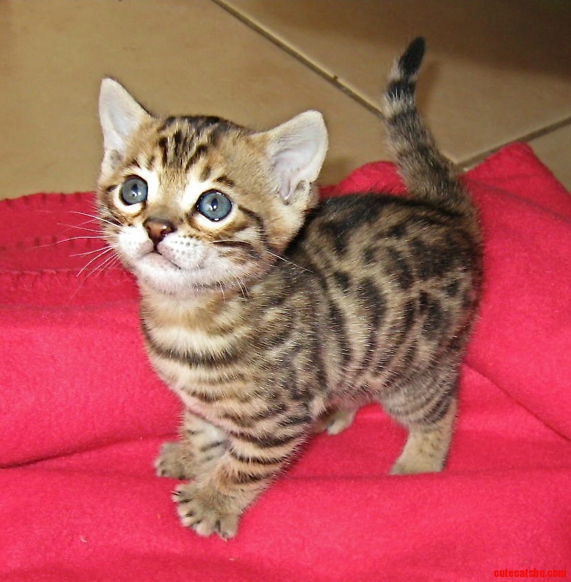 A very cute bengal kitten