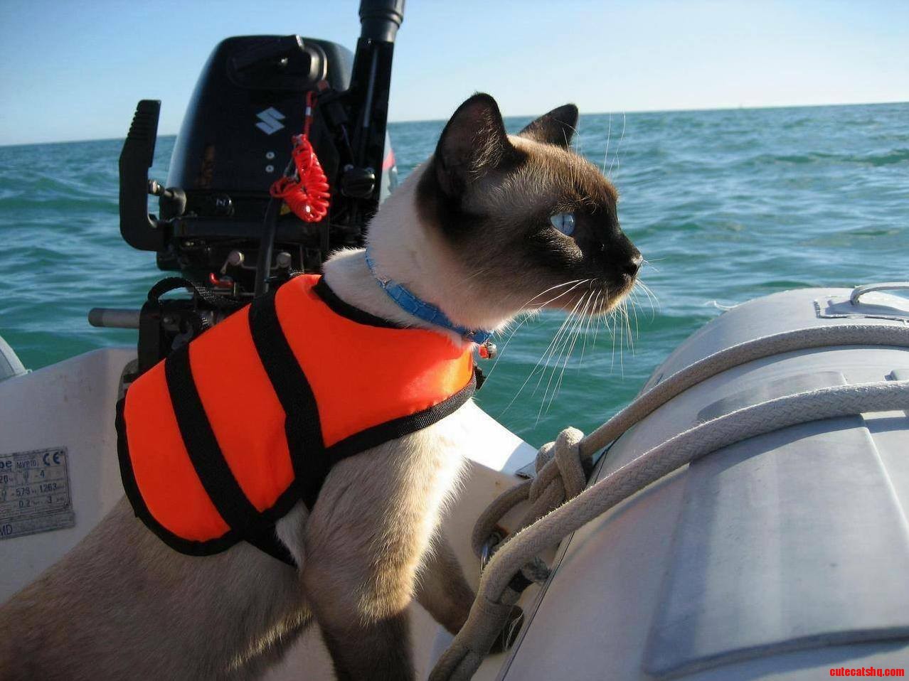 Captain kitty…