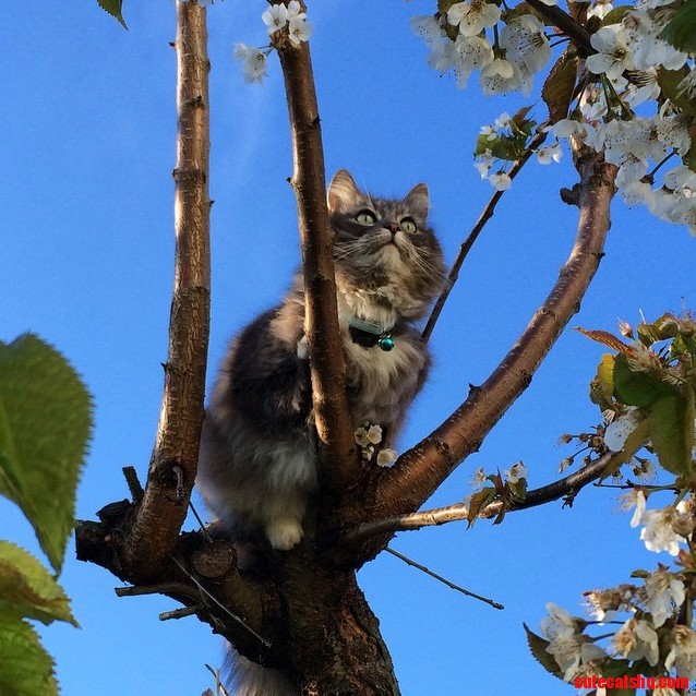 Gr pus climbing our wild cherry tree