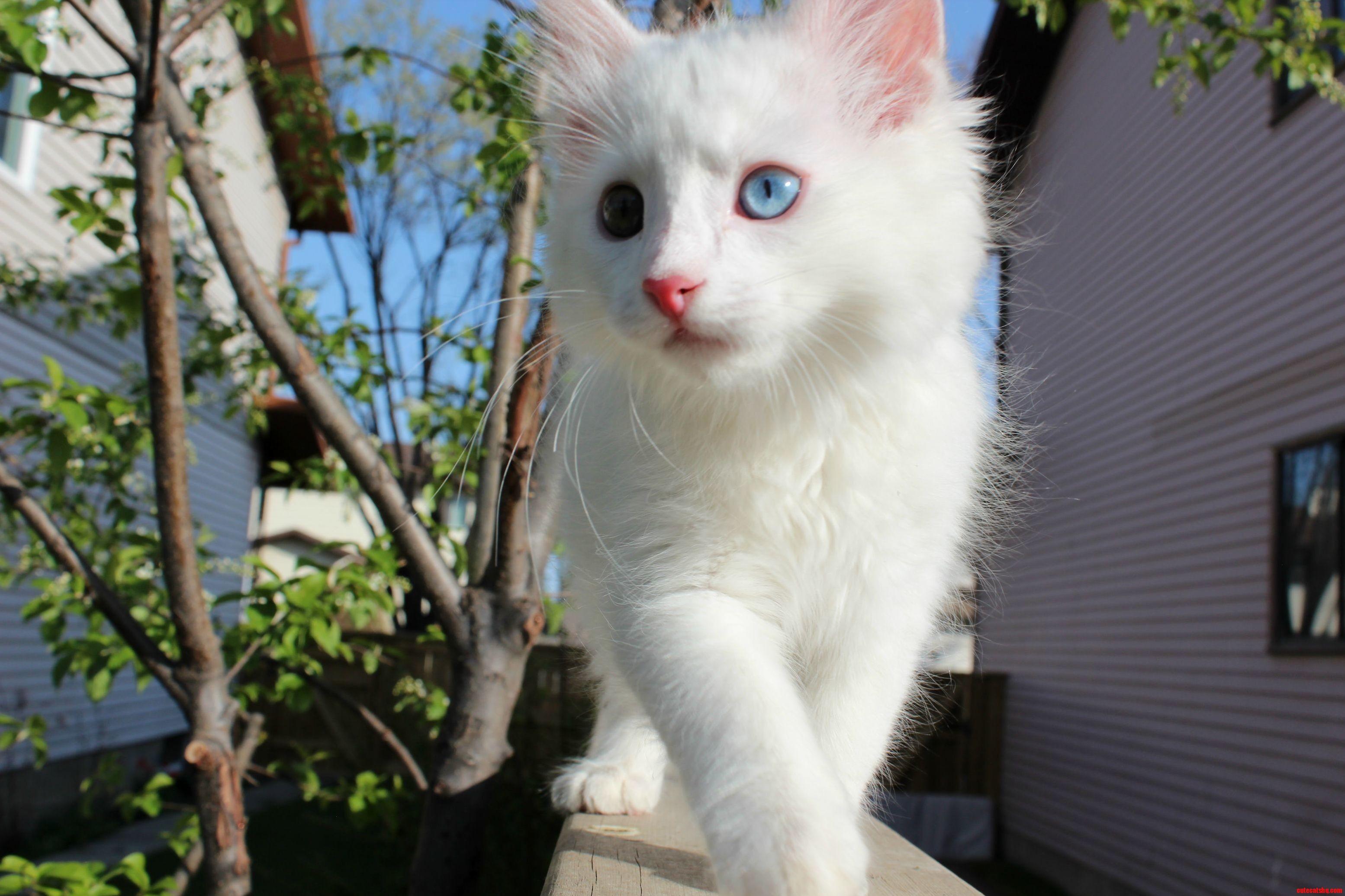 Meet my kitten named Coco he has one blue eye and one green eye.