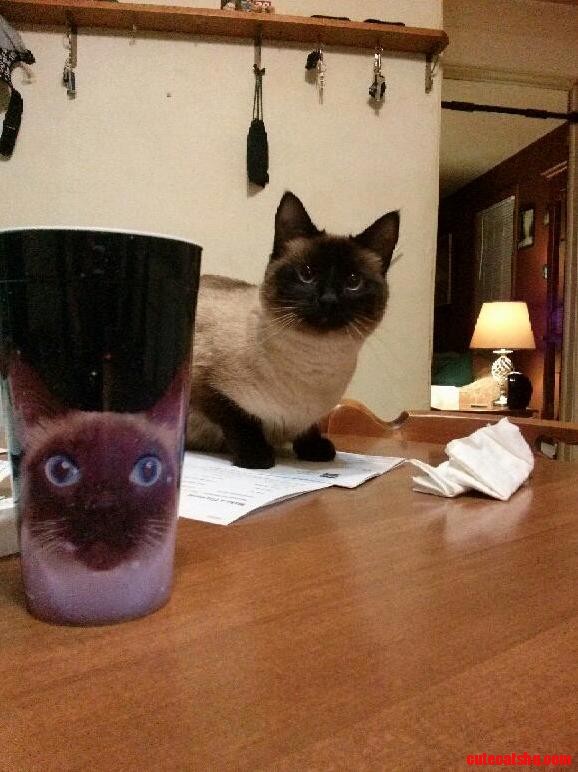 My cat and my cat cup