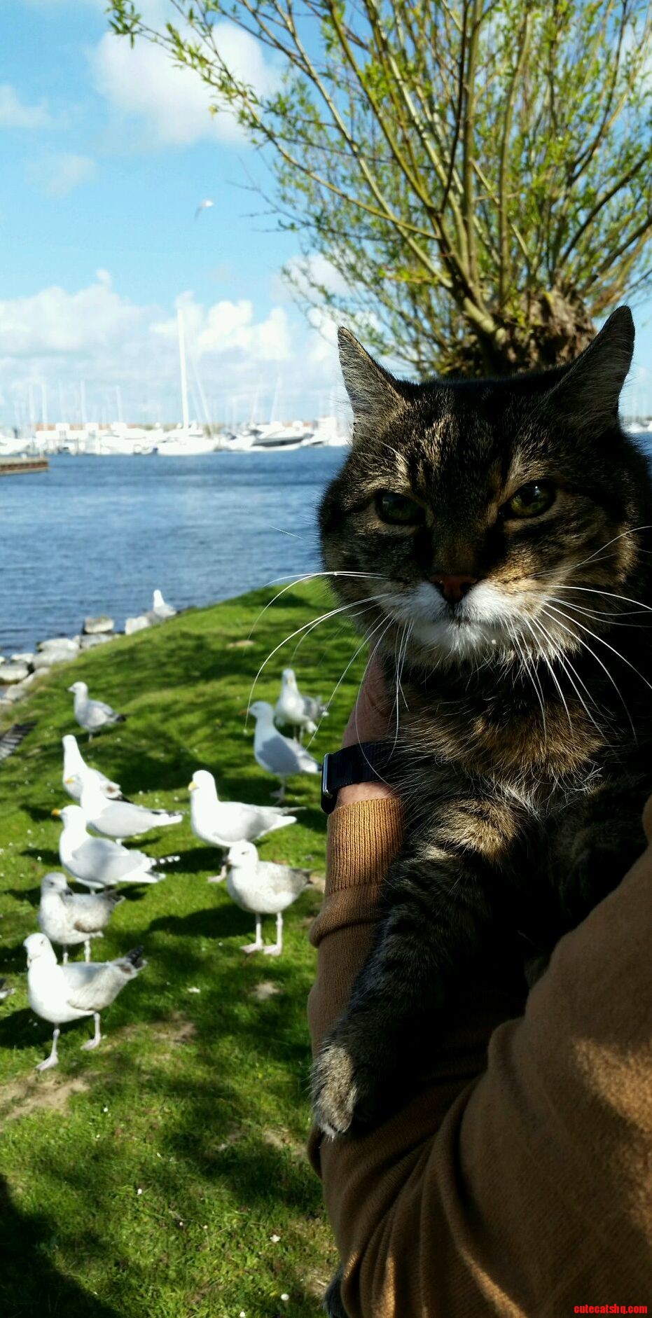 Tiger couldnt care less about seagulls