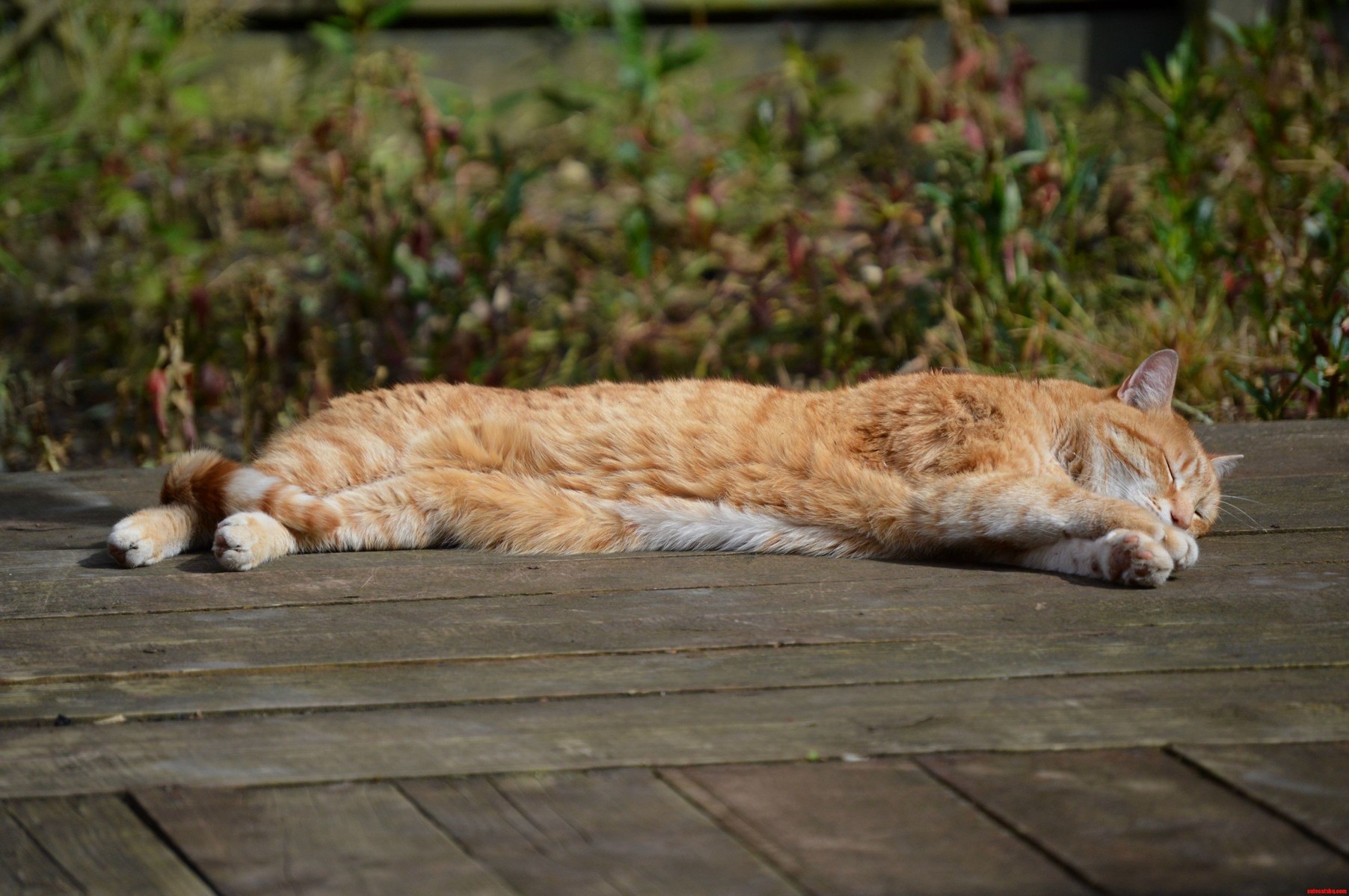 Whiskey basking in the sunlight | Cute cats HQ - Pictures of cute cats