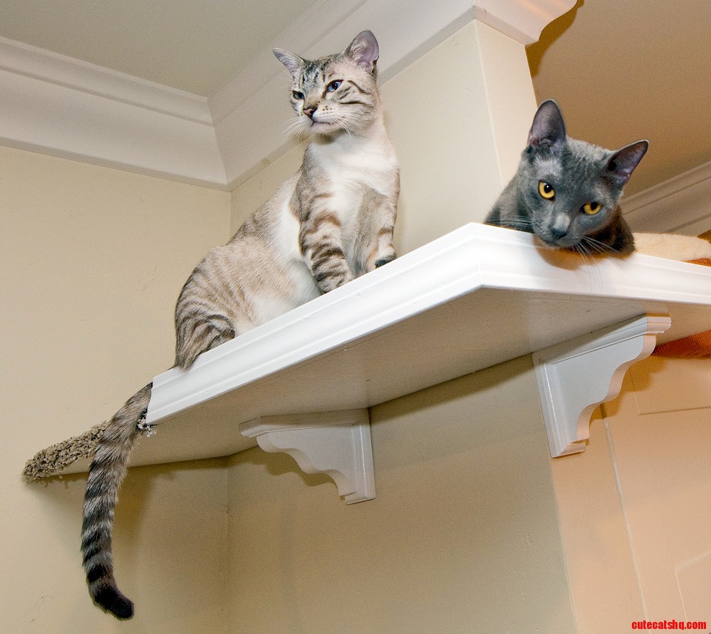 A coupla cool cats just hangin out on the catwalks. Stella and the Samster.