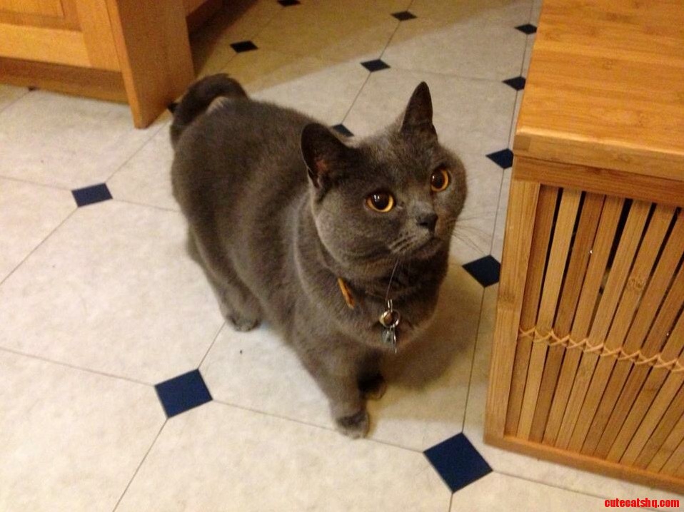 Ariel the 8 yrold chartreux