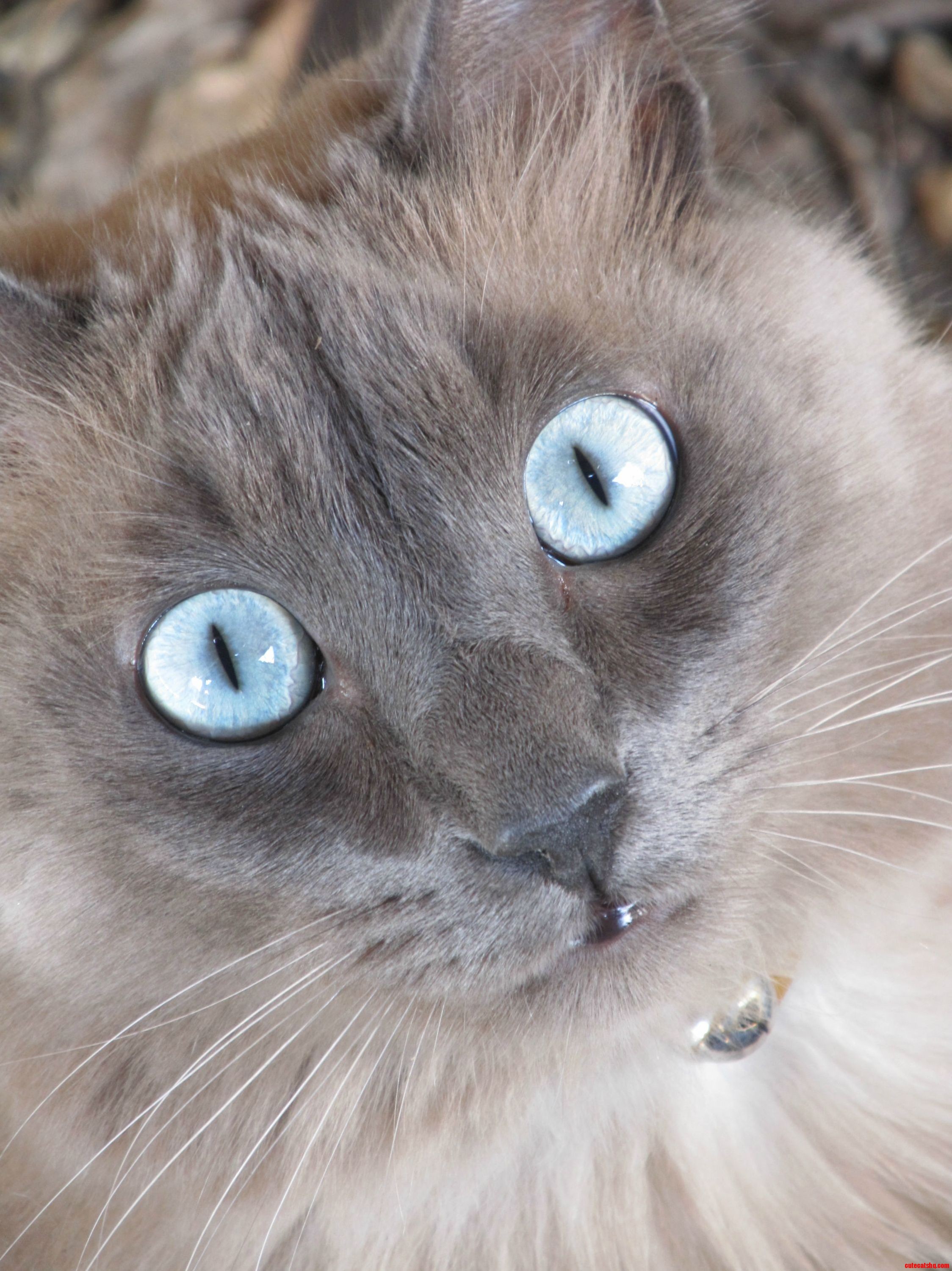 Captivating image of my lil boys baby blues.