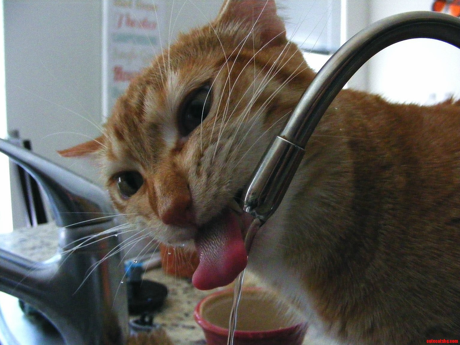 Drinking from the tap means drippy whiskers.
