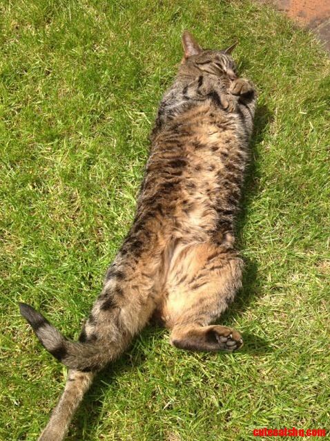 Gus sunning his fat tummy