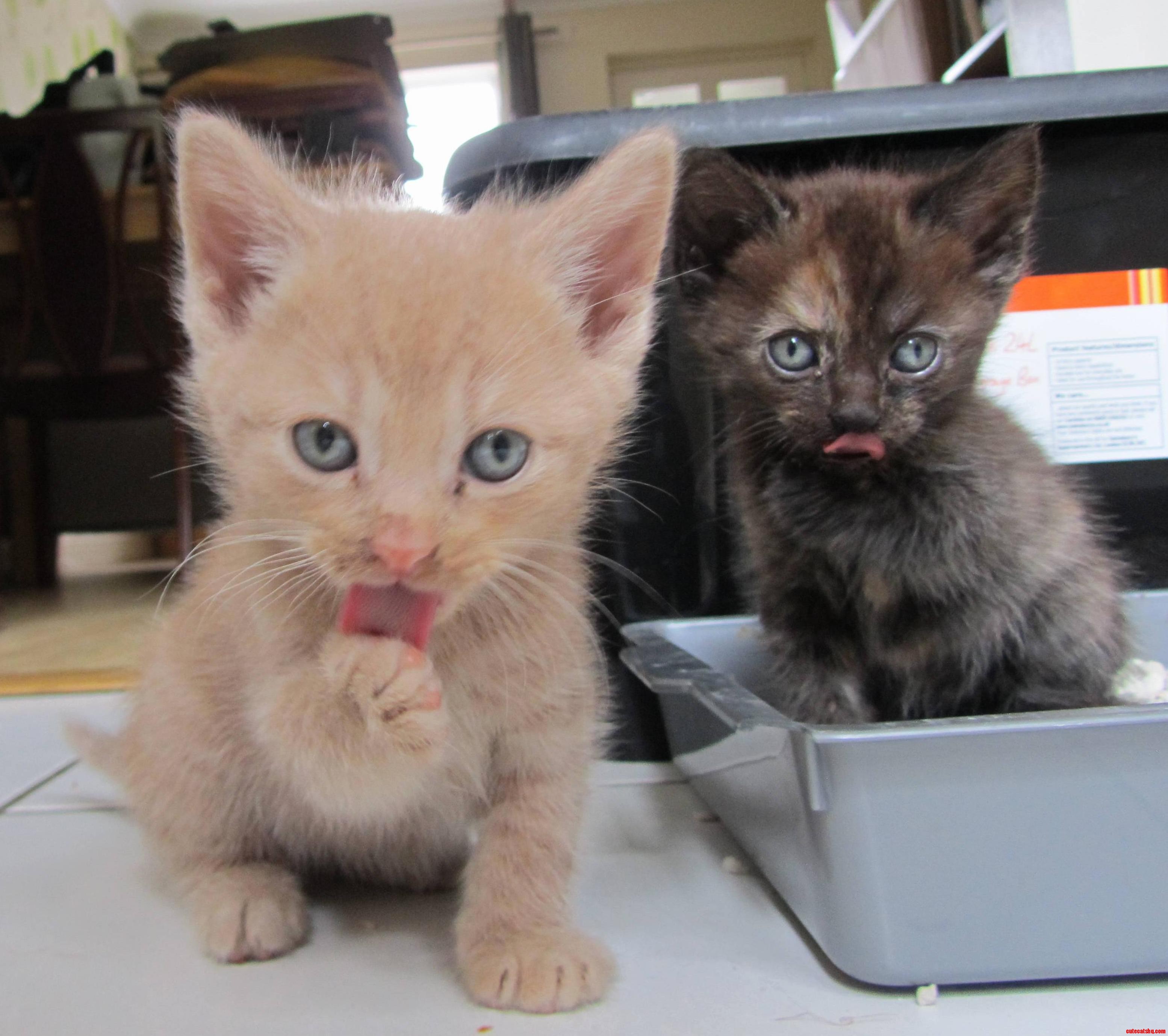 Kittens tongues…