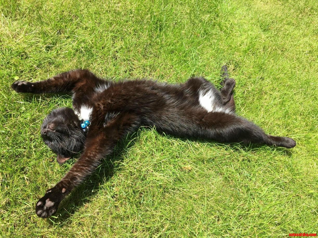 My cat decided to take up sunbathing. so elegant.
