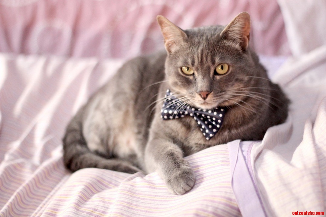 My cat looks really sophisticated in his new bow tie