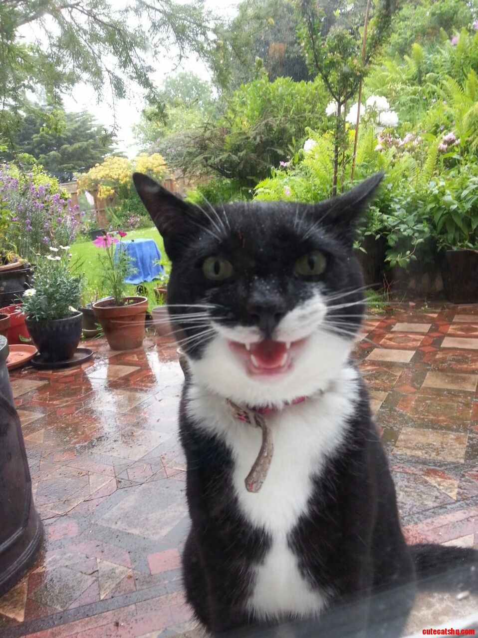 My cats face when he realised i was going to take a photo of him through the window before letting him come inside from the rain.