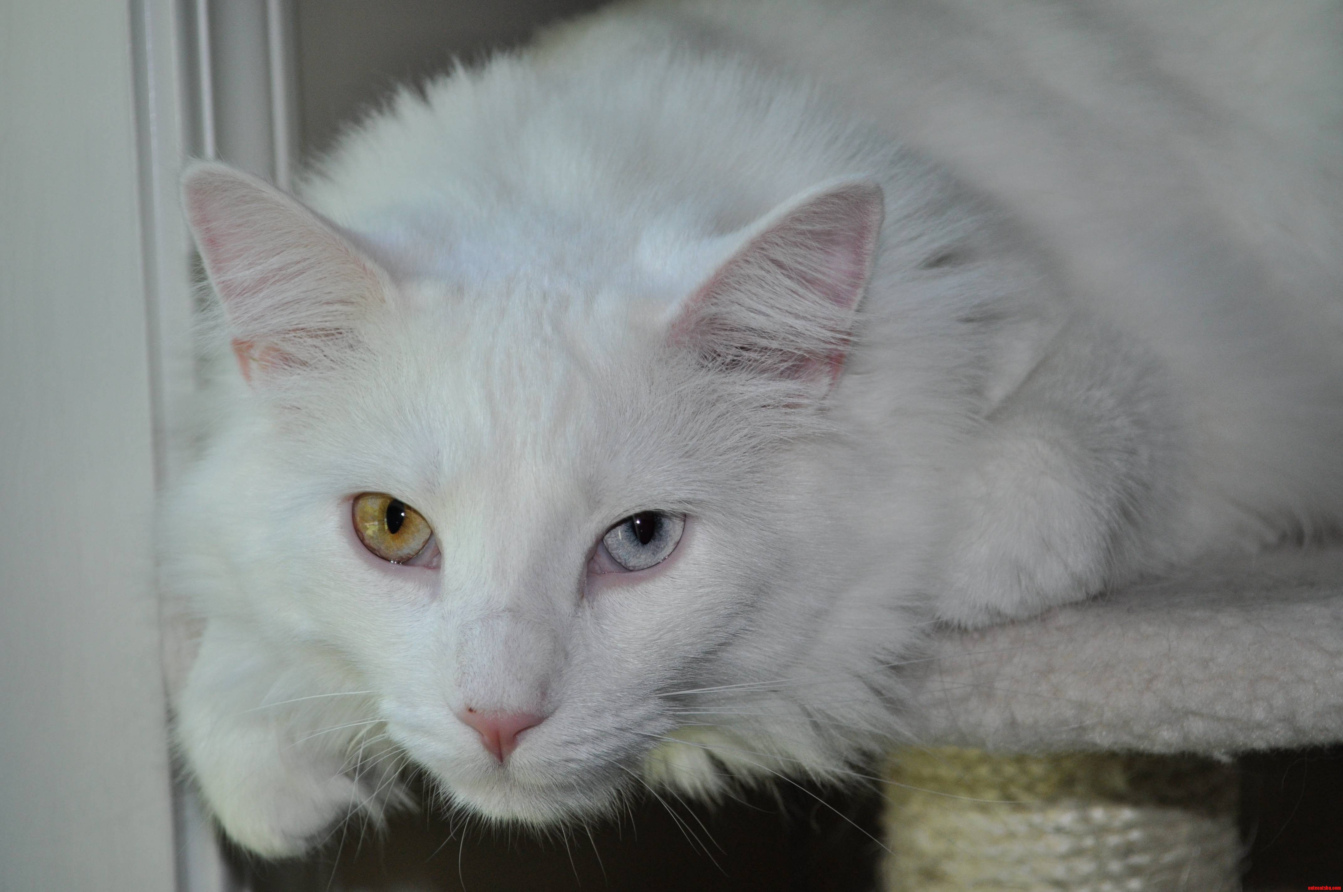 My handsome kitty with heterochromia