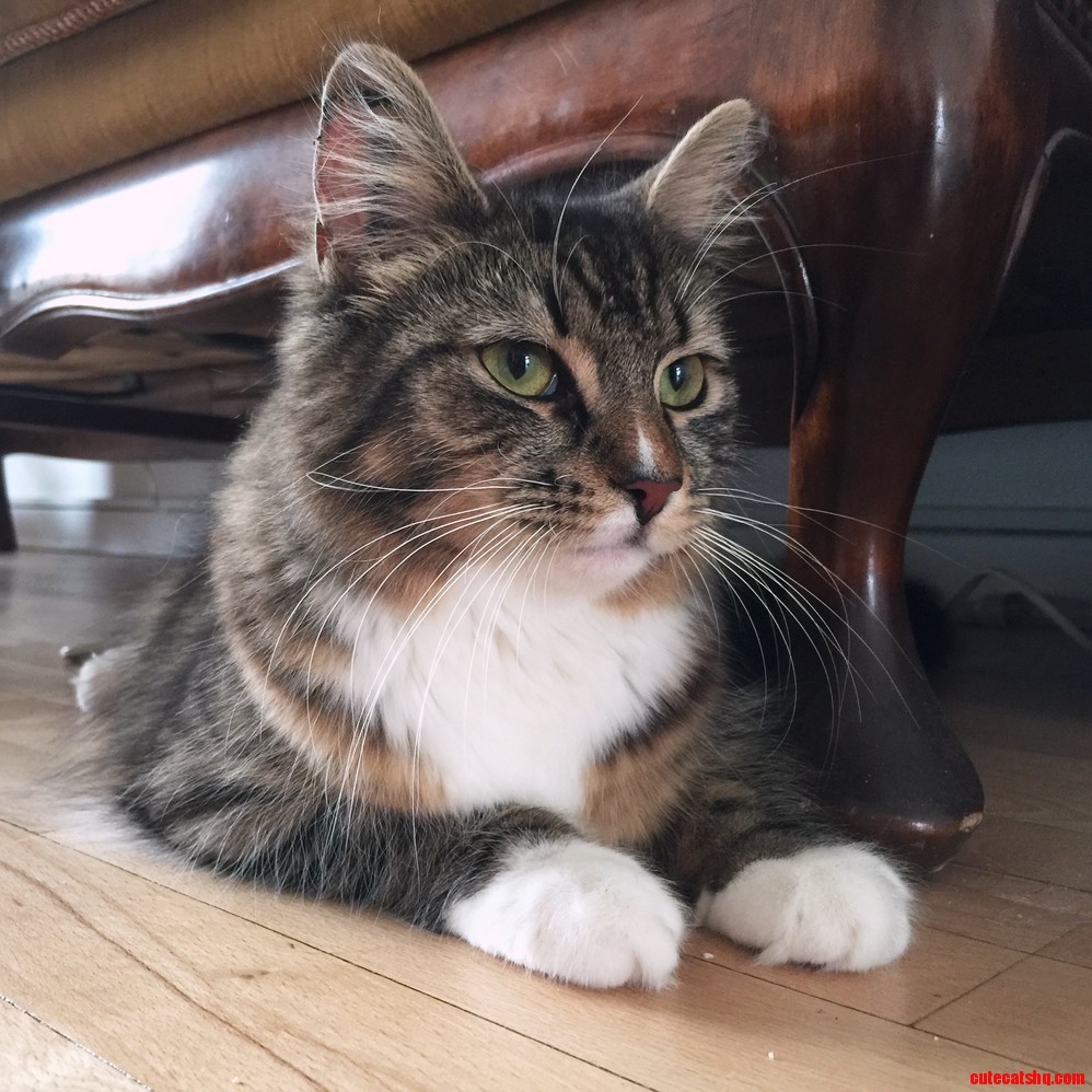 Newly adopted 8 months old stella a norwegian forest cat.