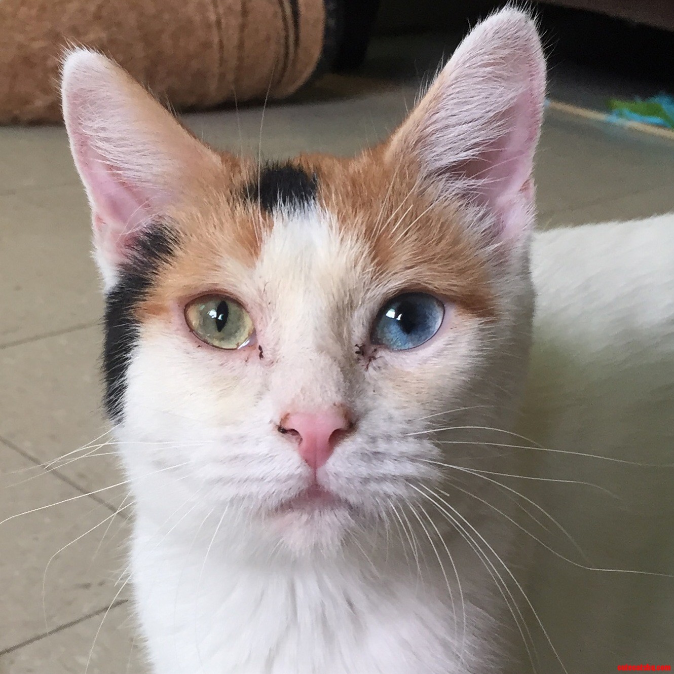 President kitty 2 eye colored cat