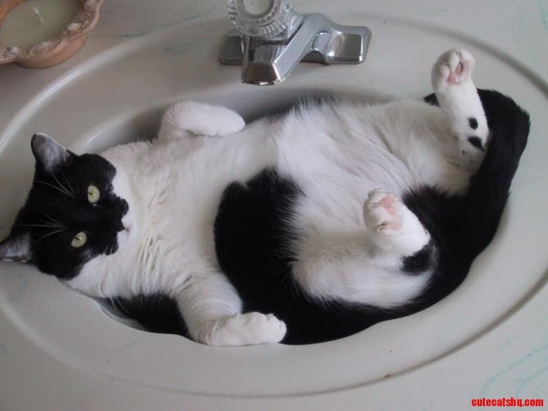 Relaxing in the sink…..this is the life