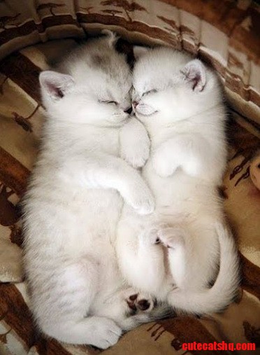 Snuggling and cuddling