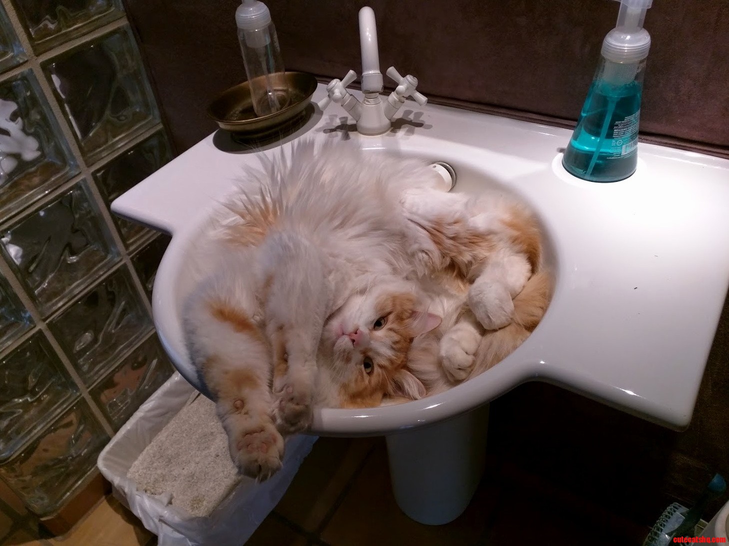 Sunday morning… too early to get out of the sink just yet…