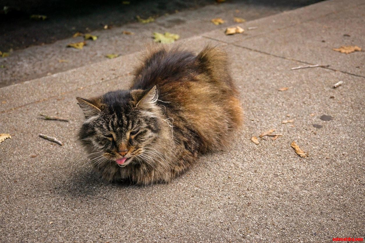 The neighbors friendly cat sits with its tongue out
