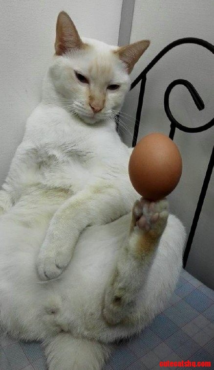 This cat is good at balancing an egg on its hind leg like a boss