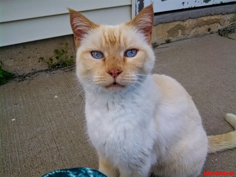 This freckle-nosed fella shows up at our door every couple of weeks to ask for pets.