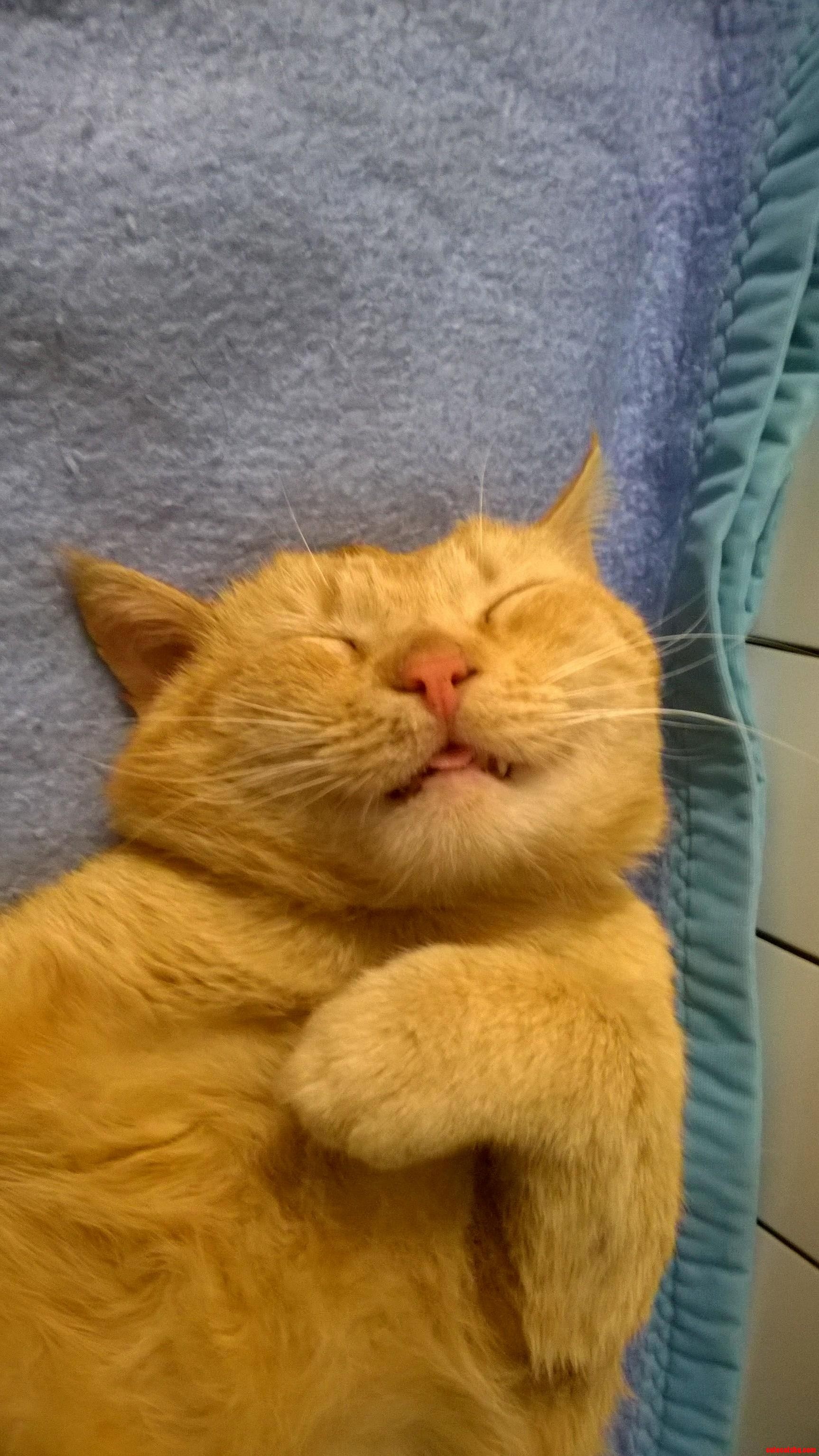 This is how my cat looks like when he sleeps