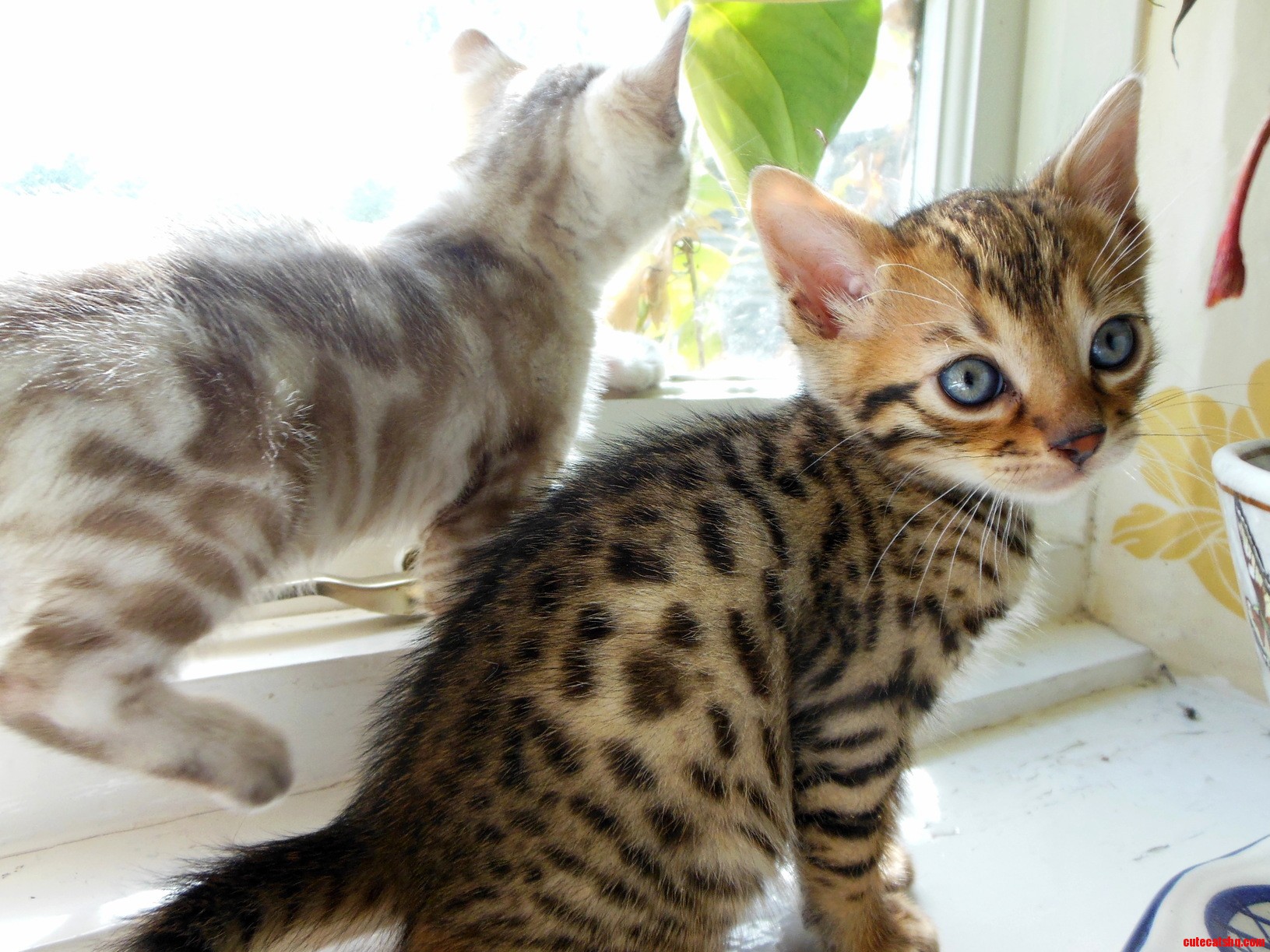 We breed bengals – these are the latest babies