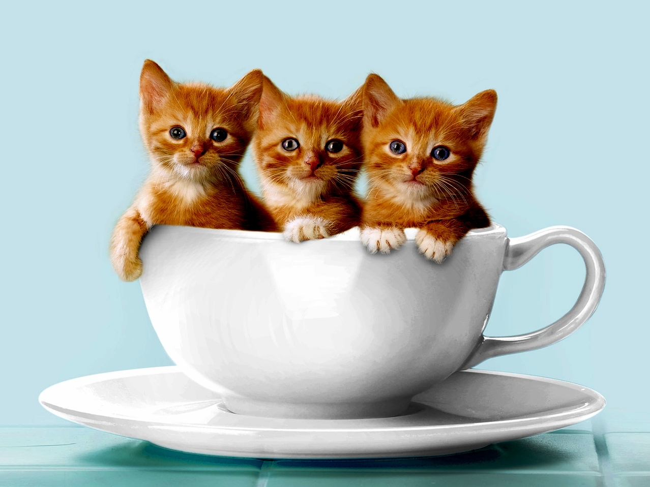 A cup of kitten.