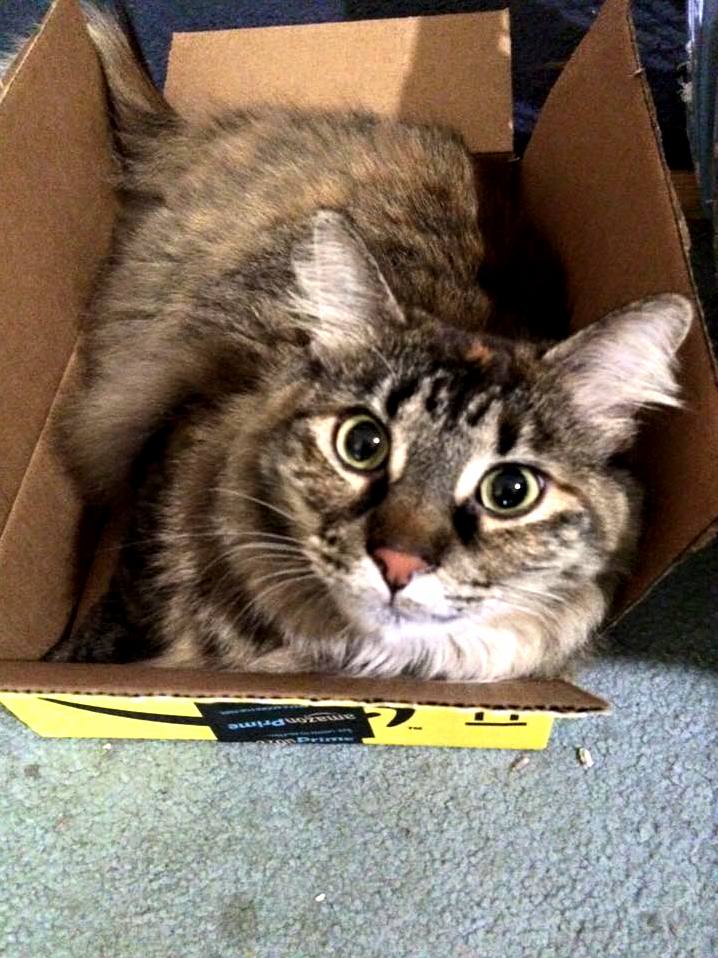 Alleria in her newest box
