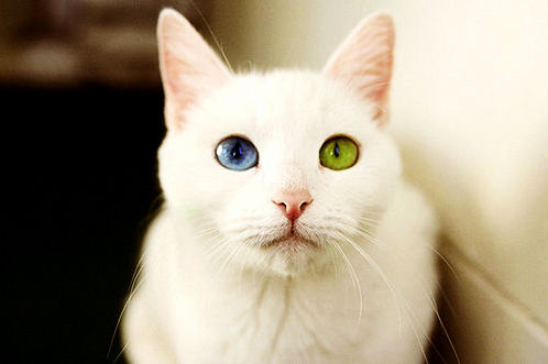 Blue and green eyes contrast wow beautiful cat
